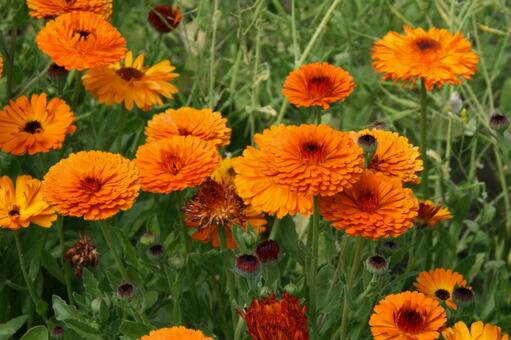 キンセンカ・金盞花　咲く風景 キンセンカ,草花,鮮やかなの写真素材