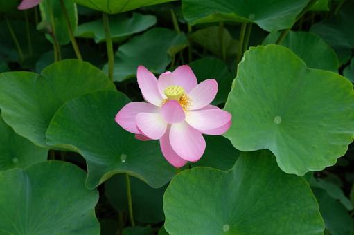 蓮の花 蓮の花の写真