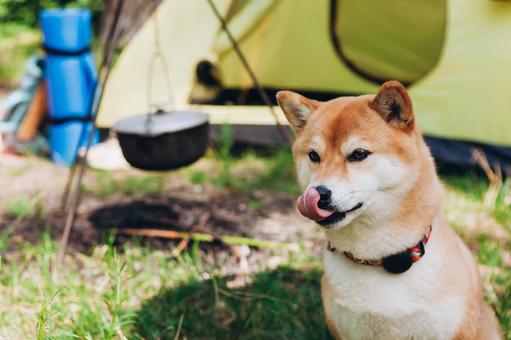 テントの入口で待つ犬 犬,テント,キャンプの写真素材