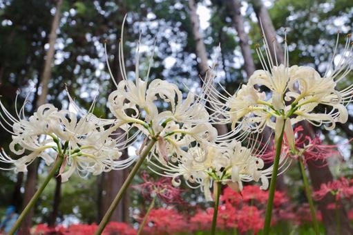 彼岸花 彼岸花の写真