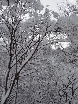 白銀の森 白銀,雪,雪景色の写真素材