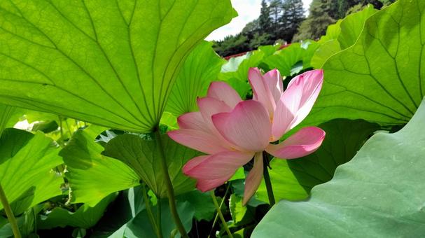 蓮の花 蓮の花の写真