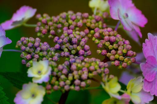 Hydrangea, JPG Hydrangea, JPG
