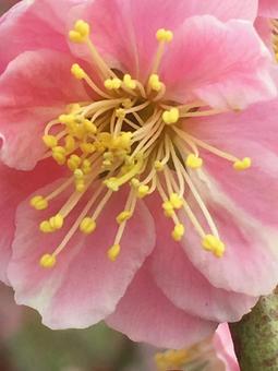 Photo, plum, flower, pink, 