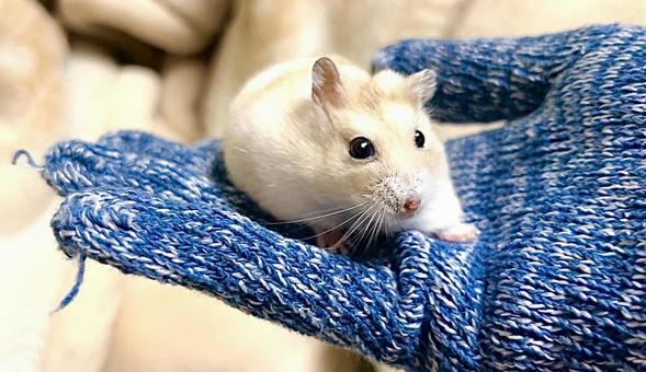 Cute yellow Djungarian hamster on hand 2, JPG Cute yellow Djungarian hamster on hand 2, JPG