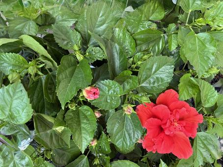 赤いハイビスカスの花と緑の葉 赤いハイビスカスの花と緑の葉の写真