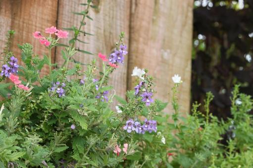 小さい花々 花,お花,赤の写真素材
