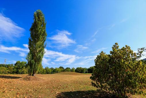 青空 公園 青空 公園 自然,風景,木の写真素材