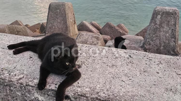 ２匹の黒猫 黒猫,猫,２匹の写真素材