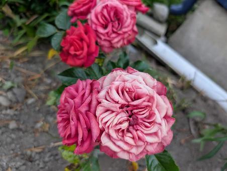 薔薇 薔薇の写真
