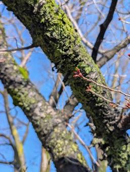 さくら　桜　ソメイヨシノ（染井吉野）の写真