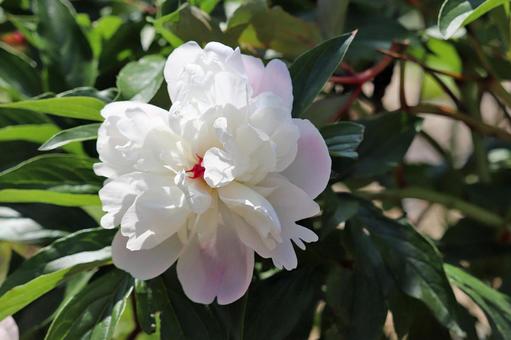 日に照らされるシャクヤク シャクヤク,芍薬,白い花の写真素材