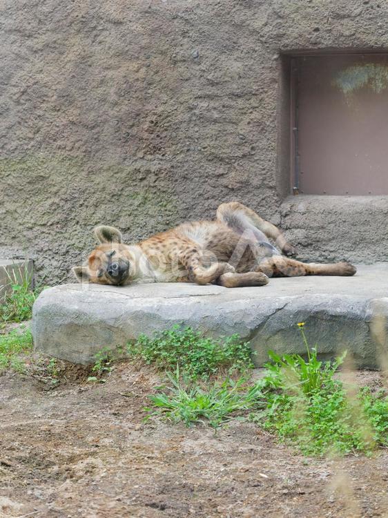 ブチハイエナ 動物,暑い,横たわるの写真素材
