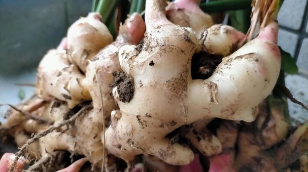 ショウガ ショウガ,新ショウガ,泥付きの写真素材