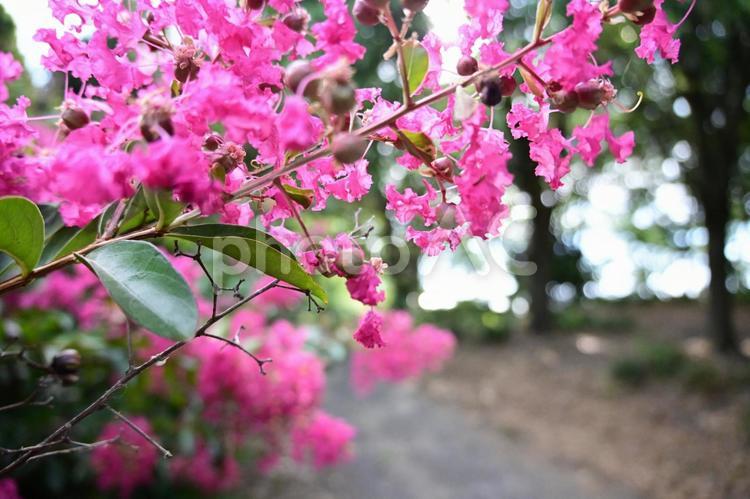 夏を彩る鮮やかな百日紅の風景 百日紅,サルスベリ,ピンクの写真素材