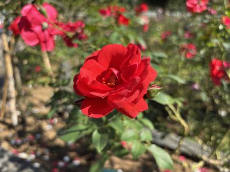 Red Rose Coronation Street, JPG Red Rose Coronation Street, JPG