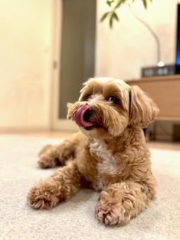 舌を出す犬 舌を出す犬の写真