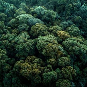 大自然の息吹、深い緑 大自然の息吹、深い緑の写真