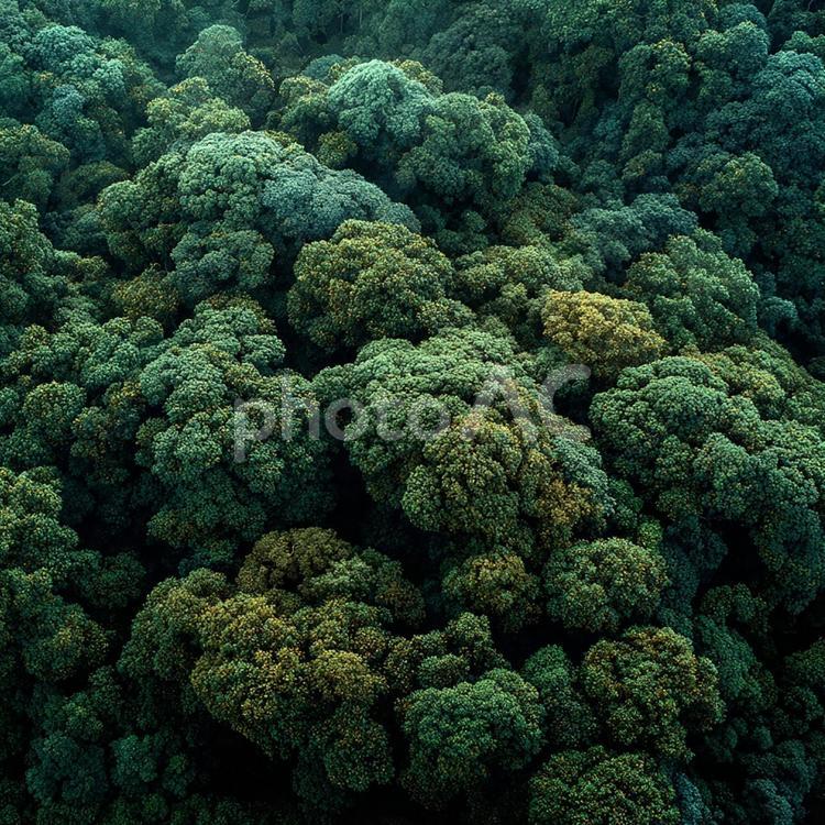大自然の息吹、深い緑 森,森林,緑の写真素材