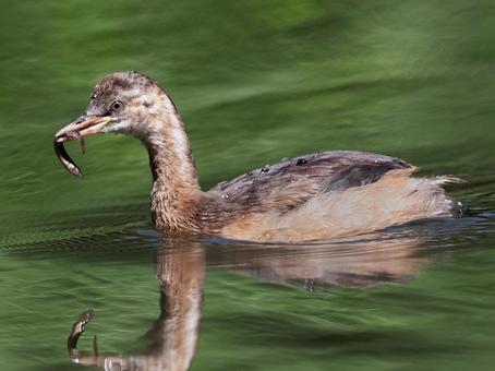 カイツブリの幼鳥 カイツブリの幼鳥の写真