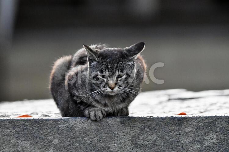 ねこ　石段 猫,ネコ,ねこの写真素材