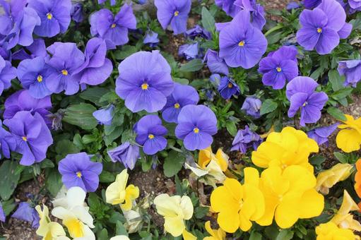パンジー12 パンジー12 パンジー,花,フラワーの写真素材