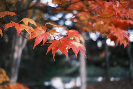 紅葉　秋のイメージの写真