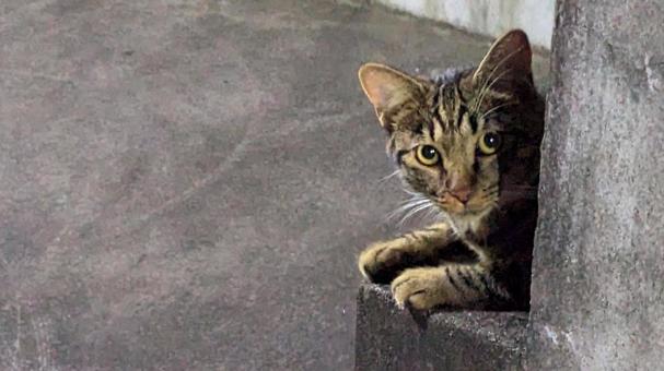 ねこ ねこの写真