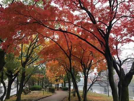 紅葉 道 紅葉 道 紅葉,街路樹,道の写真素材