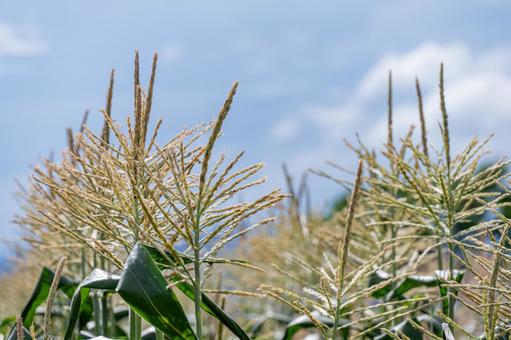 青空とトウモロコシ畑 青空とトウモロコシ畑 とうもろこし,スイートコーン,野菜の写真素材