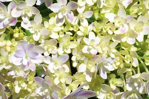 アジサイの花 アジサイの花の写真