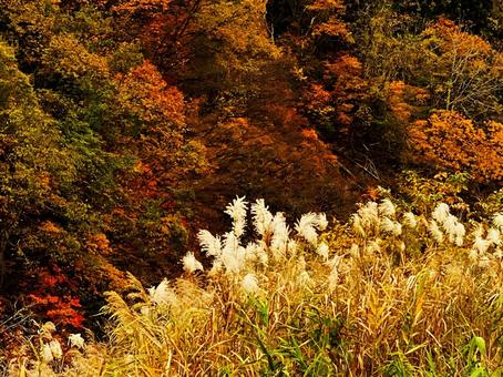 紅葉真っ盛り 紅葉真っ盛り 紅葉,秋ノ宮,湯沢市の写真素材