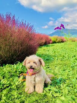 犬とコキアとコスモス 犬とコキアとコスモス コキア,あそ望の郷くぎの,紅葉の写真素材