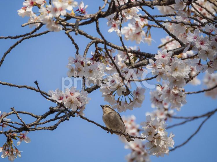 桜の枝から空を見る雀 桜,雀,野鳥の写真素材