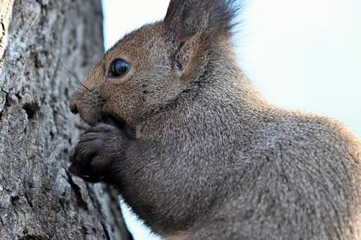 リス エゾリス,哺乳類,野生の写真素材