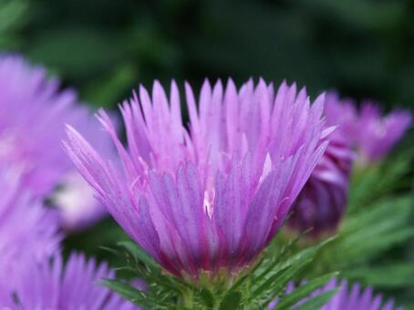 ストケシア・瑠璃菊のクローズアップ 草花,素材,さわやかの写真素材