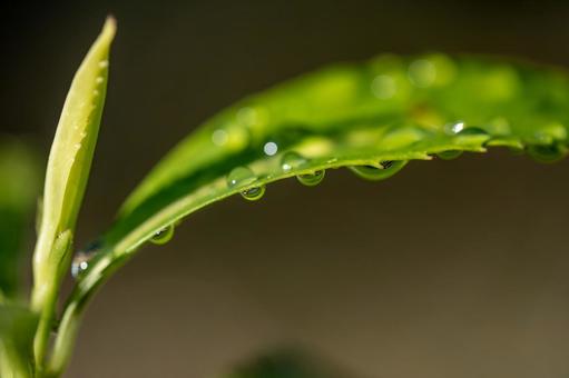 葉についた水滴 葉についた水滴の写真