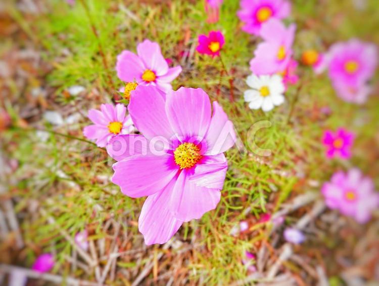 風にゆれるコスモス 花,植物,秋の写真素材
