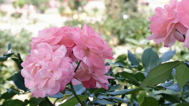 ばらの花 ばらの花の写真