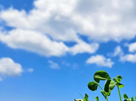 葉っぱと青空の背景の写真
