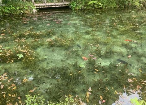 モネの池 モネの池の写真