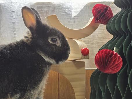 うさぎとクリスマスの飾り うさぎとクリスマスの飾り うさぎ,クリスマス,ウサギの写真素材