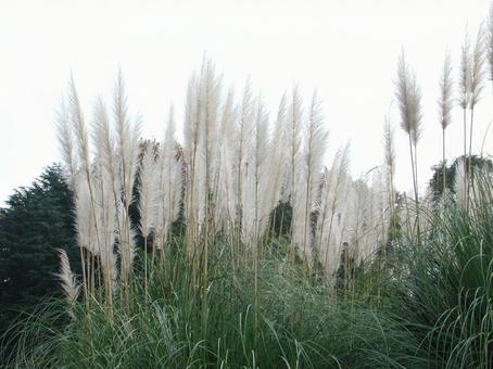 パンパスグラス　咲く風景の写真