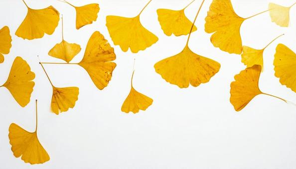 イチョウの葉 白背景 イチョウの葉 白背景の写真