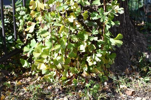 生い茂る木々 生い茂る木々の写真