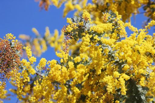 カラノラ 風景,春,背景の写真素材