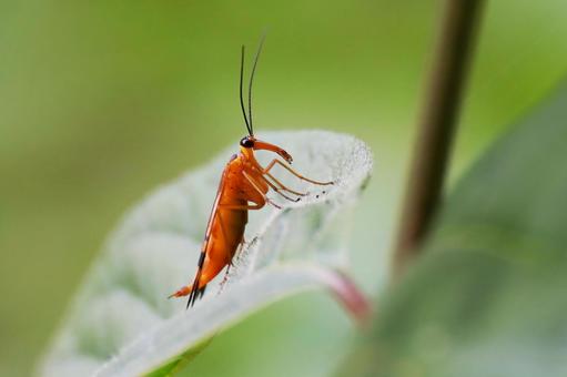シリアゲムシ シリアゲムシ,シリアゲムシ目,昆虫の写真素材