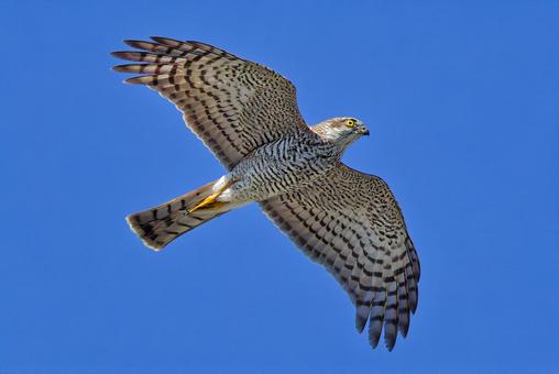 秋晴れの空を滑空するハイタカのメス ハイタカ,鷂,タカの写真素材