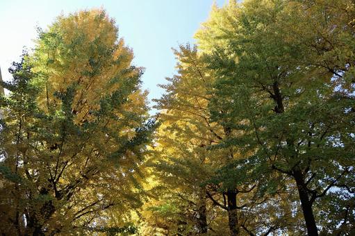 青空と黄葉した銀杏並木の風景 青空,黄葉,銀杏の写真素材