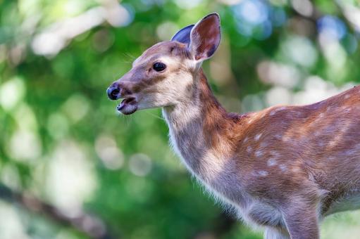 奈良公園の鹿 奈良公園の鹿の写真